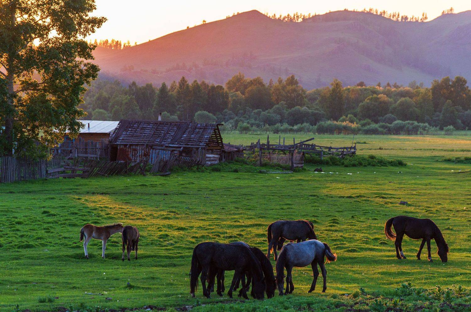 , Дмитрий Новоселов