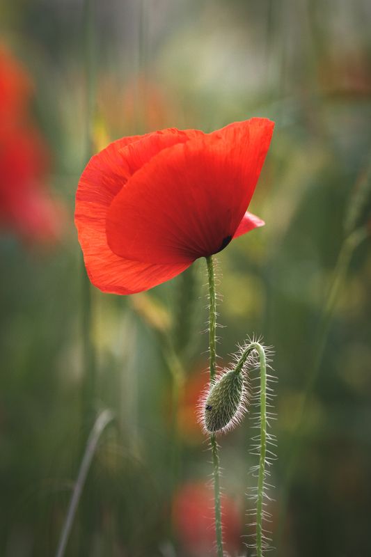 Портфолио фото превью