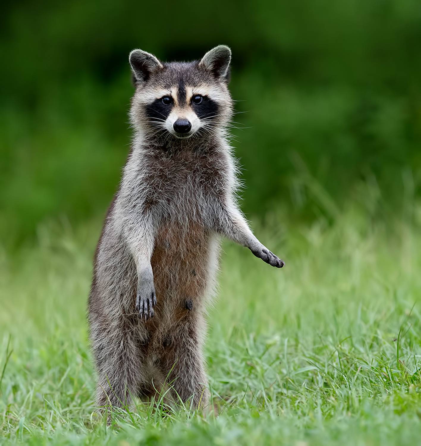 енот обыкновенный, енот-полоскун, raccoon, енот, дикие животные, животные, animals, Etkind Elizabeth