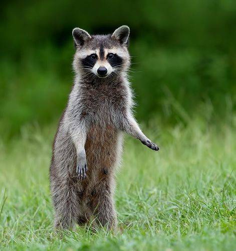 Енот-полоскун -Raccoon