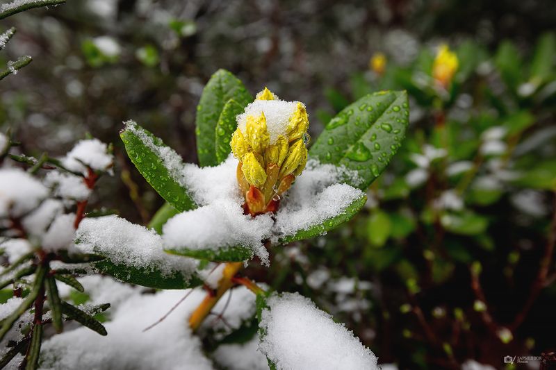 Рододендроны с июньским снегом фото превью