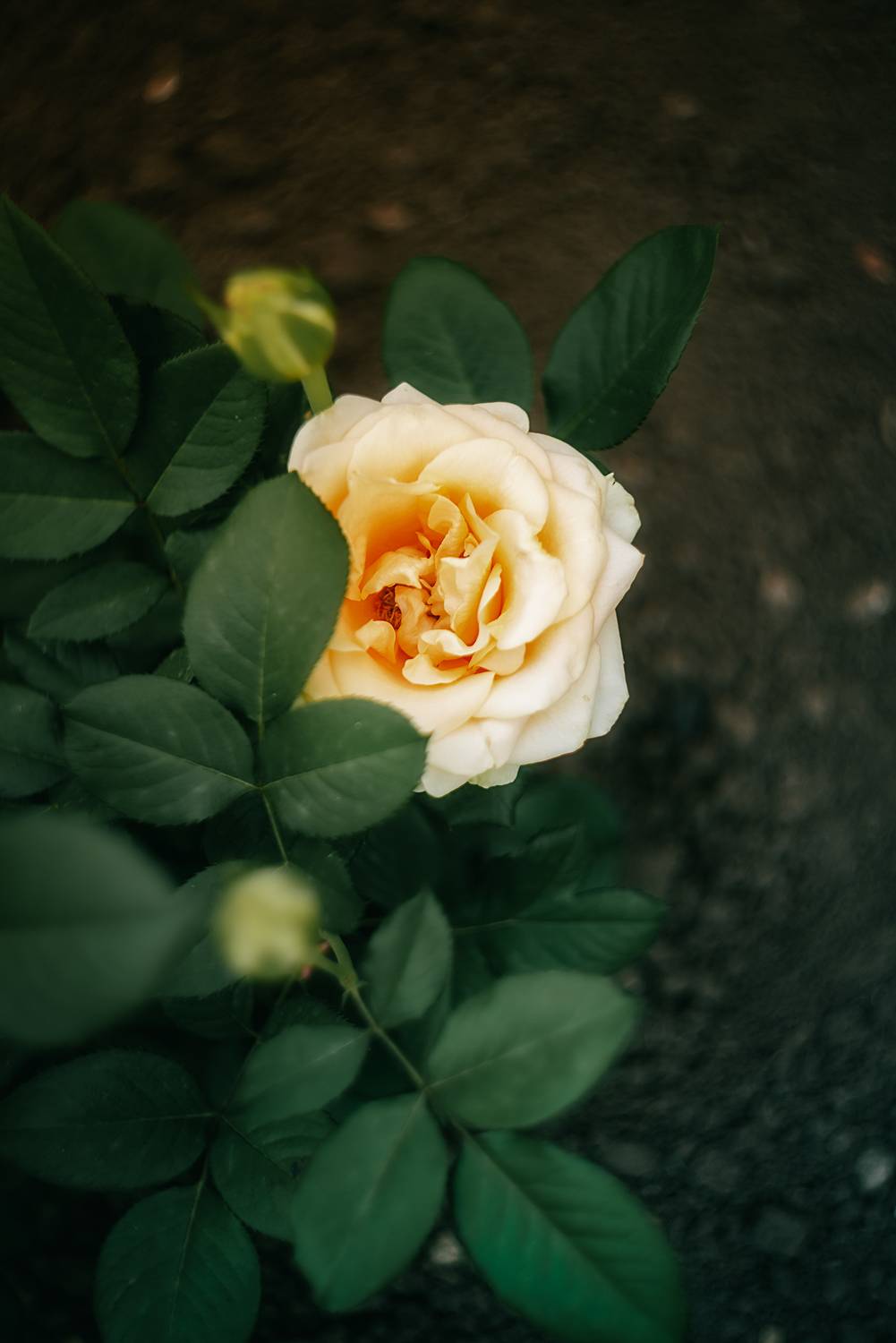 цветы природа лето розы лилии flowers nature fauna summer roses lilies, Дзюба Нелли