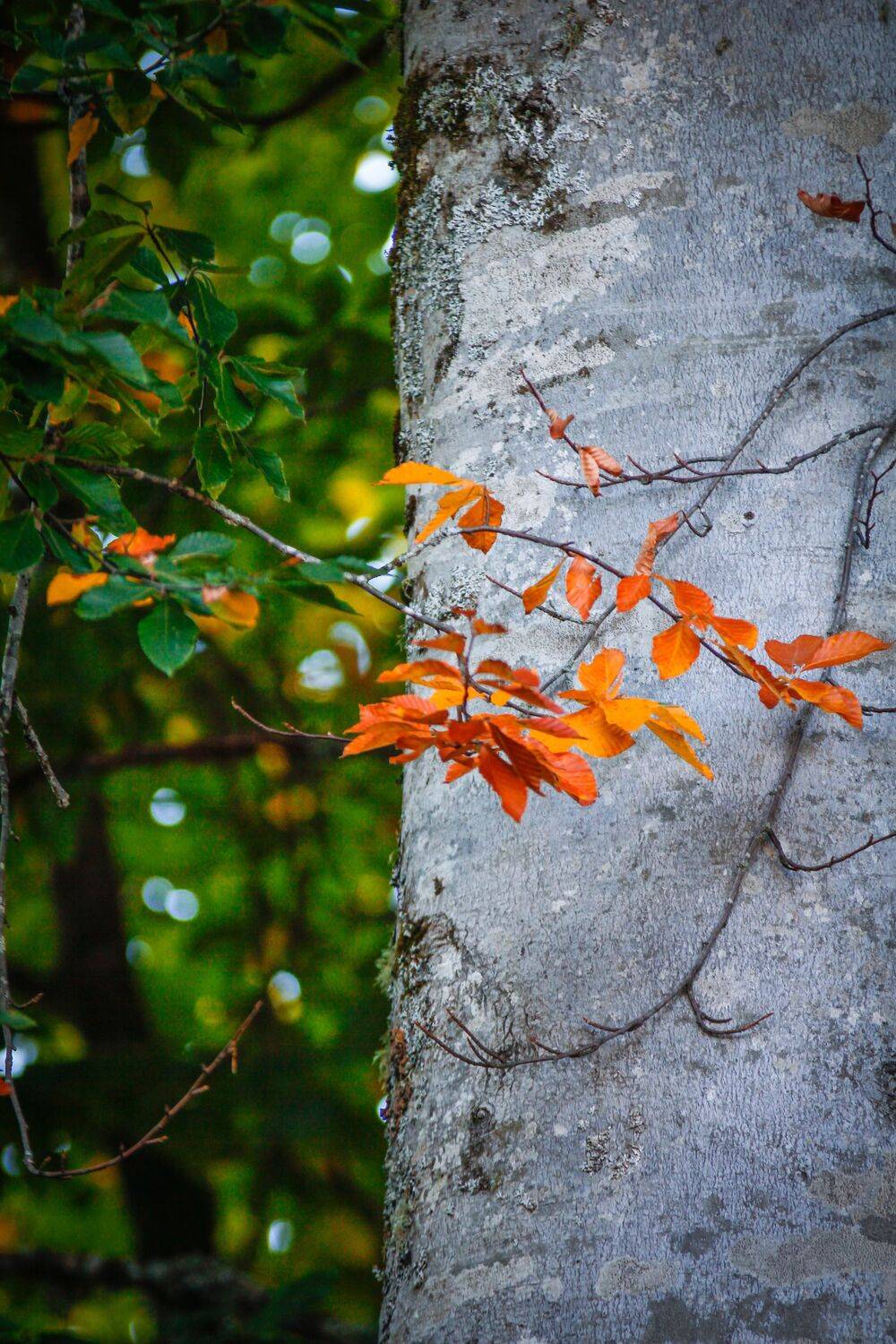 , Сергей Фаренюк
