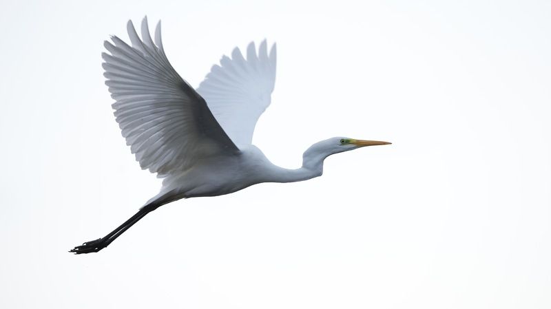 Little egret фото превью