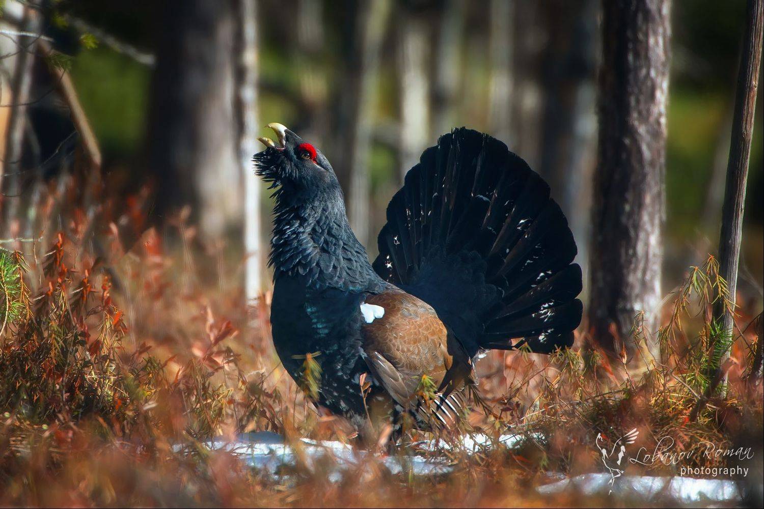 , Роман Лобанов