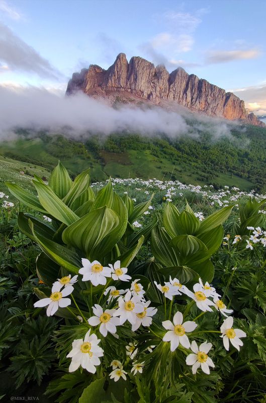 Цветущие луга Адыгеи фото превью