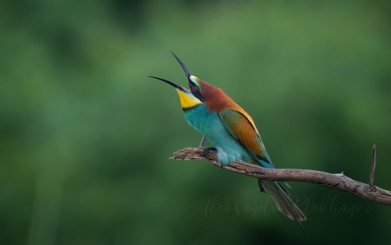 ,emotion in animals, Звездочёт фото превью