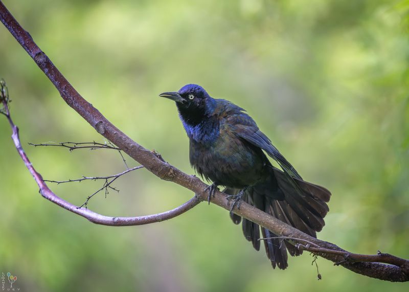 Grackle фото превью