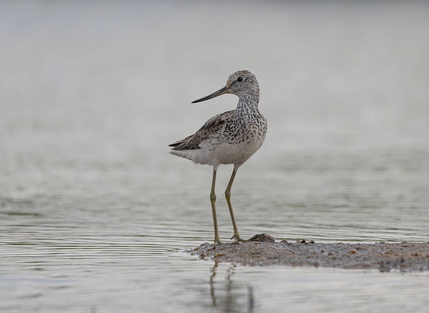 птицы,природа, лето, Андрей Киселёв