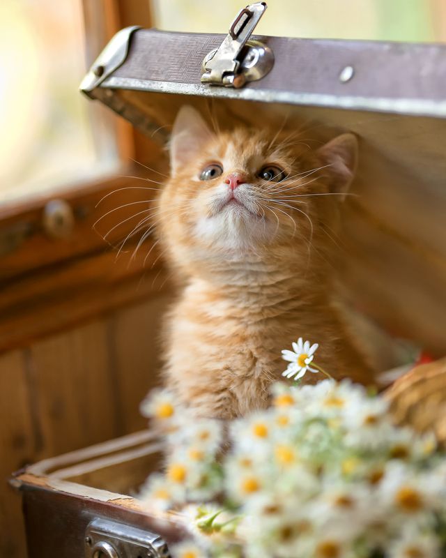 рыжее счастье, котенок, чемодан, ромашки,лето,детство,беларусь,ирина горюкина Я приехал!) фото превью