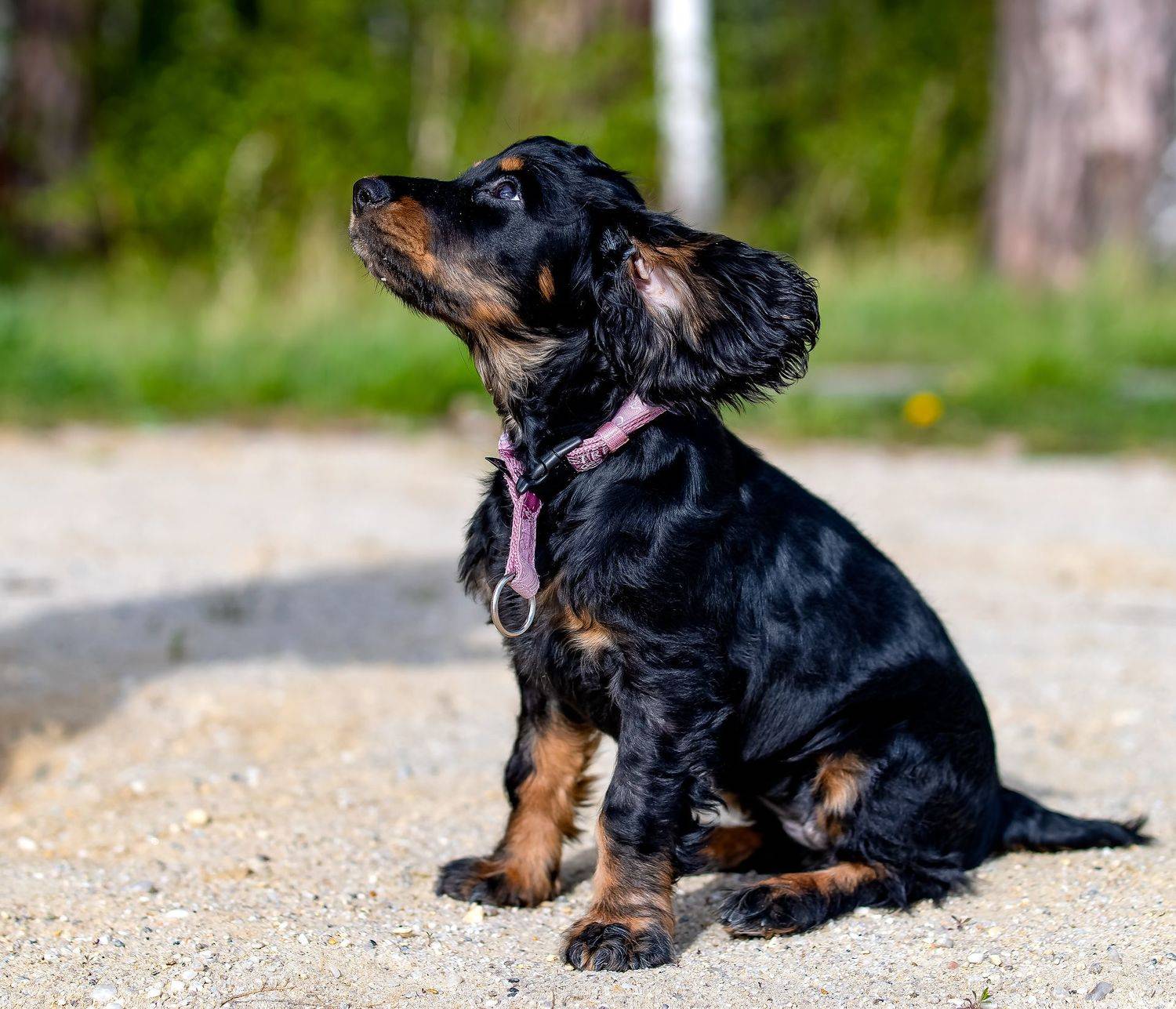 Ника, Denis Zakalyapin