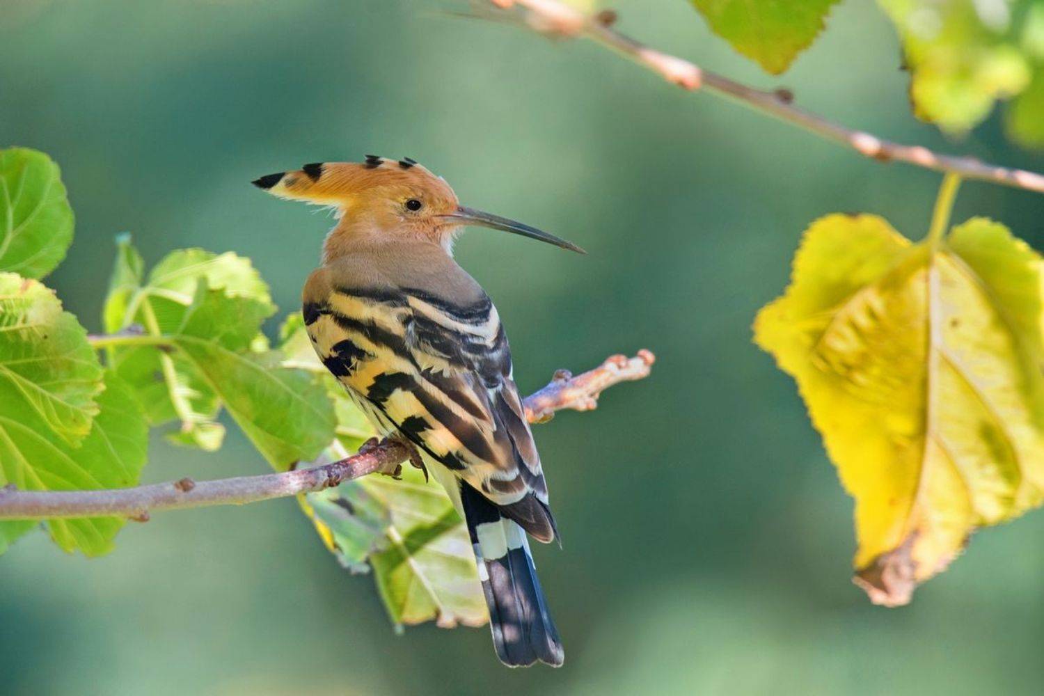 , Людмила Бекман