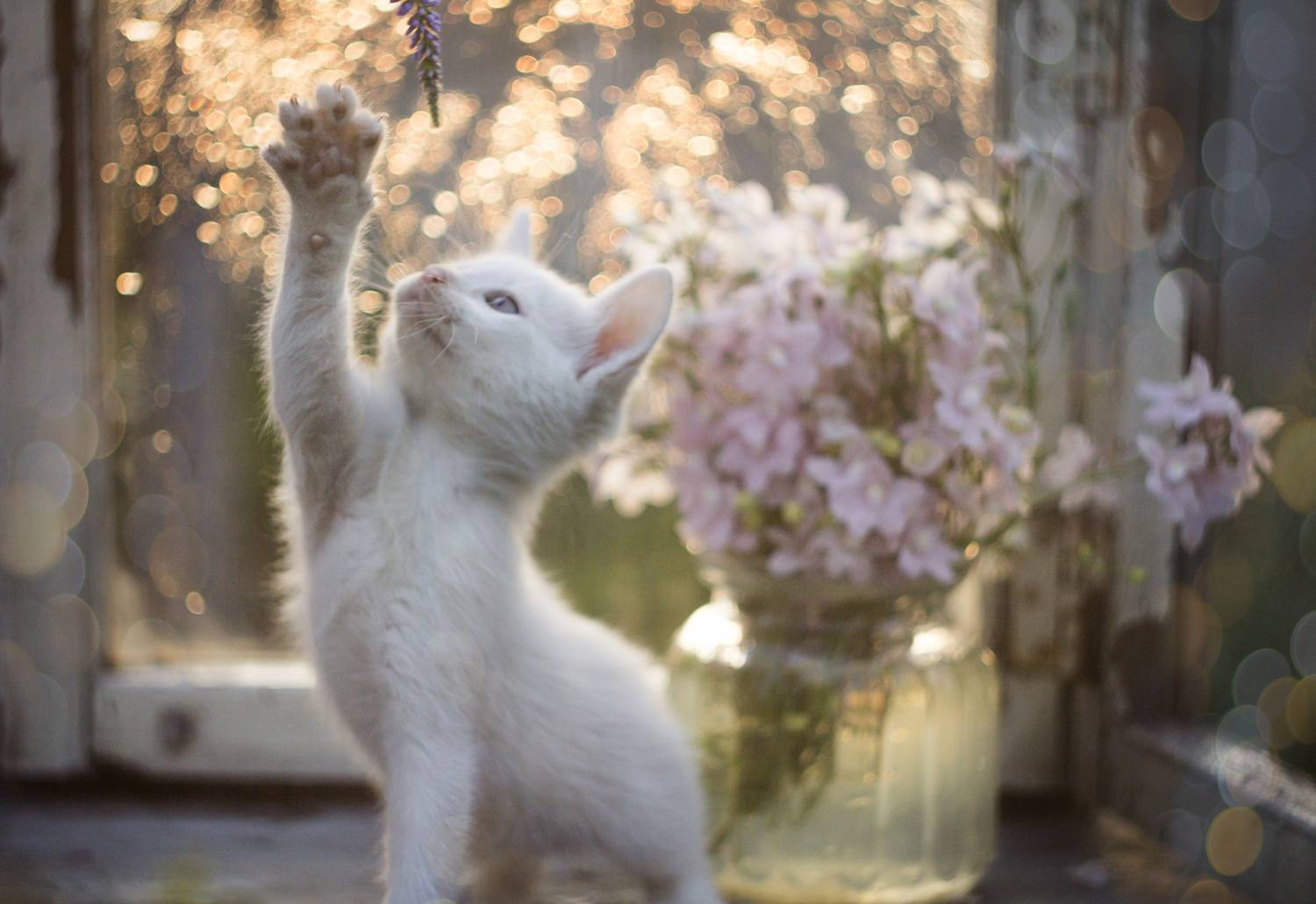 , Зимина Лионелла