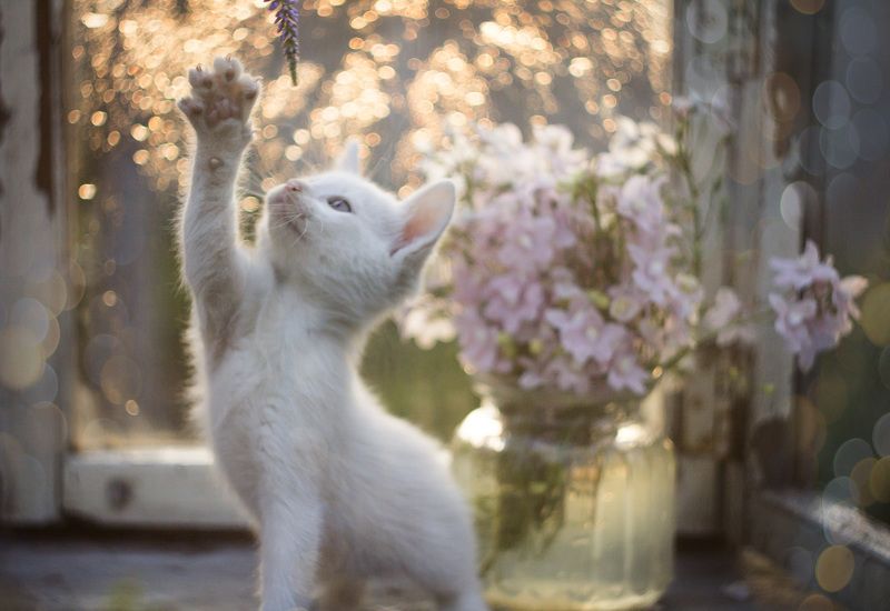 Снежанка и цветочки фото превью