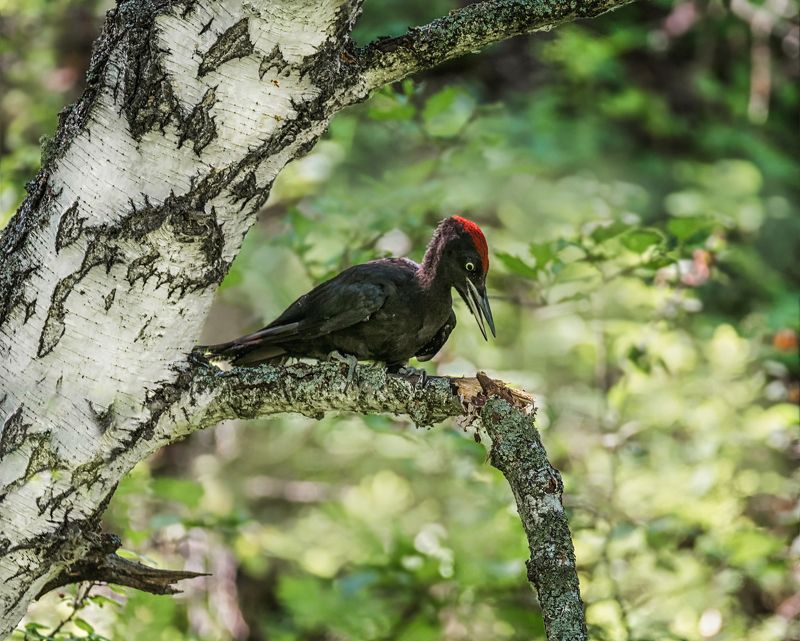 птица, дятел, желна, Желна. фото превью