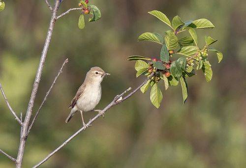 Июль, Охота на мух в разгаре.