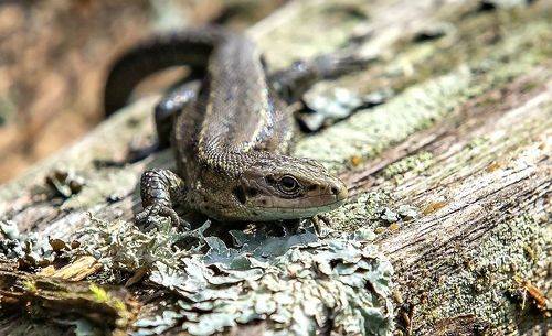 Прыткая ящерица