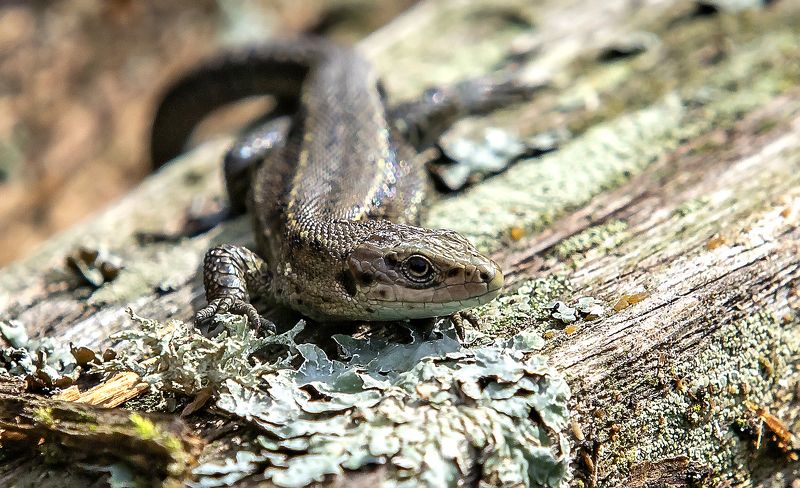 пресмыкающиеся, ящерица, лес Прыткая ящерица фото превью