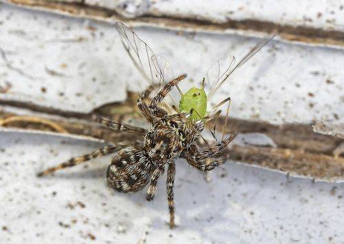 Паучок скакун поймал тлю