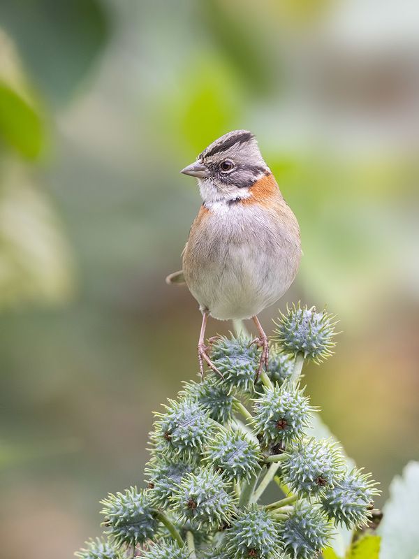 птицы, уругвай *** фото превью