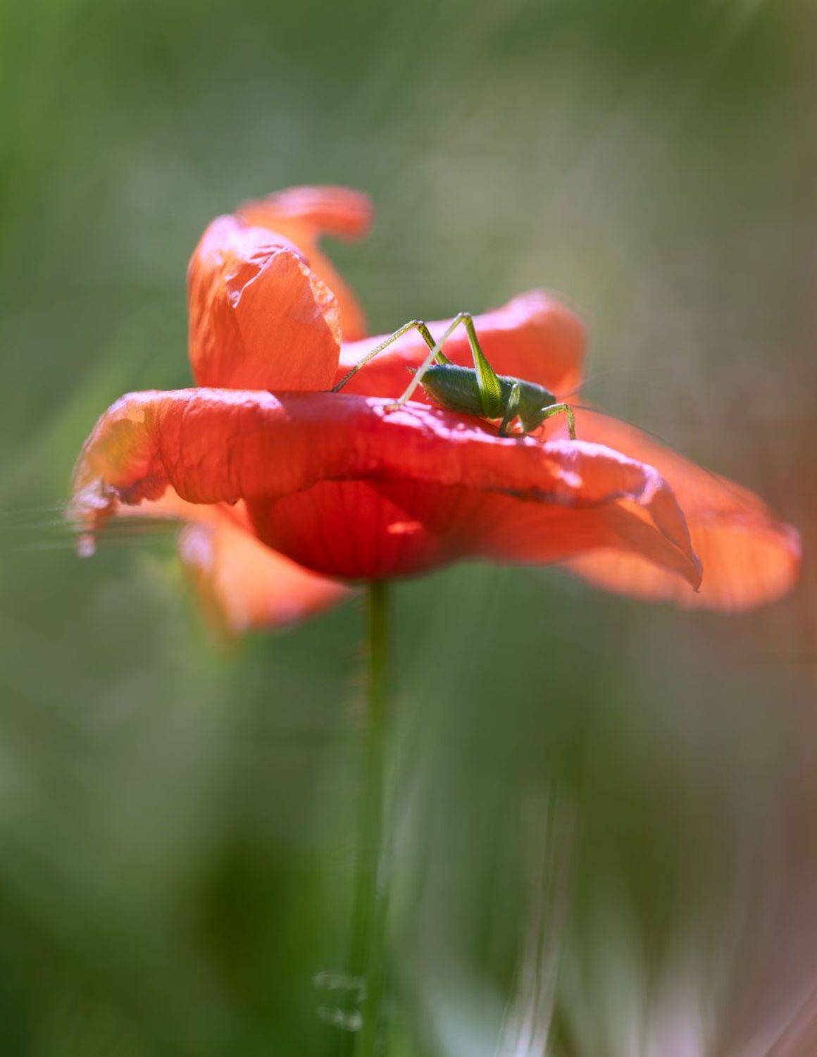 , Полина Васеева