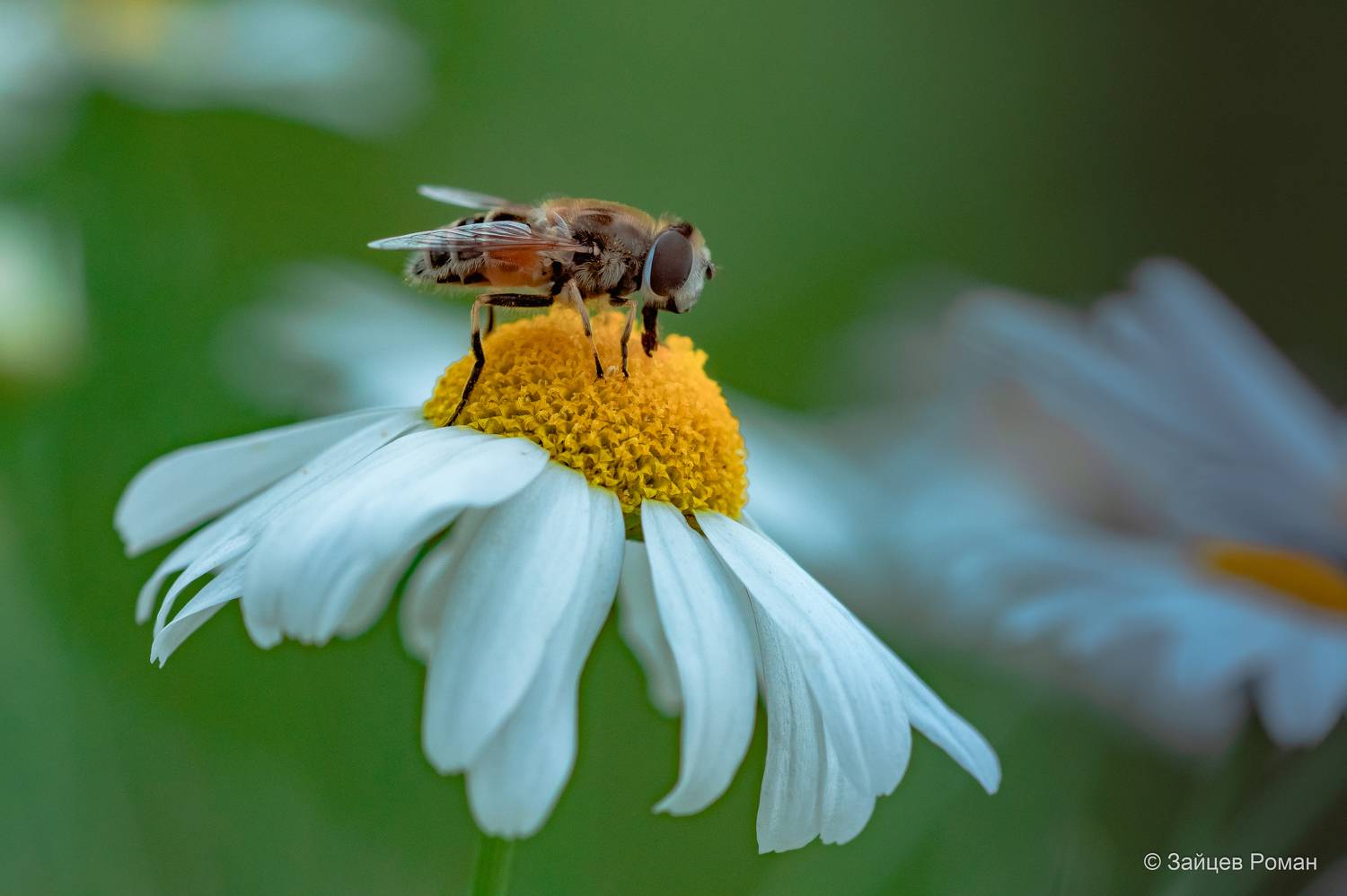 , Роман Зайцев