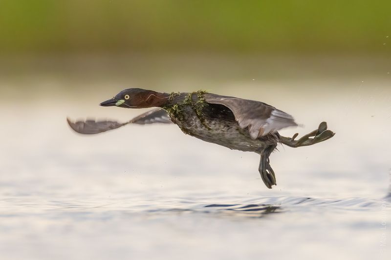 Балет на воде от малой поганки. фото превью