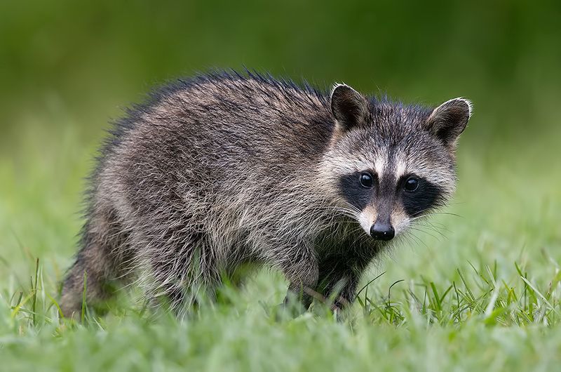 енот обыкновенный, енот-полоскун, raccoon, енот, дикие животные, животные, animals Young Raccoon. Енот-полоскун. фото превью