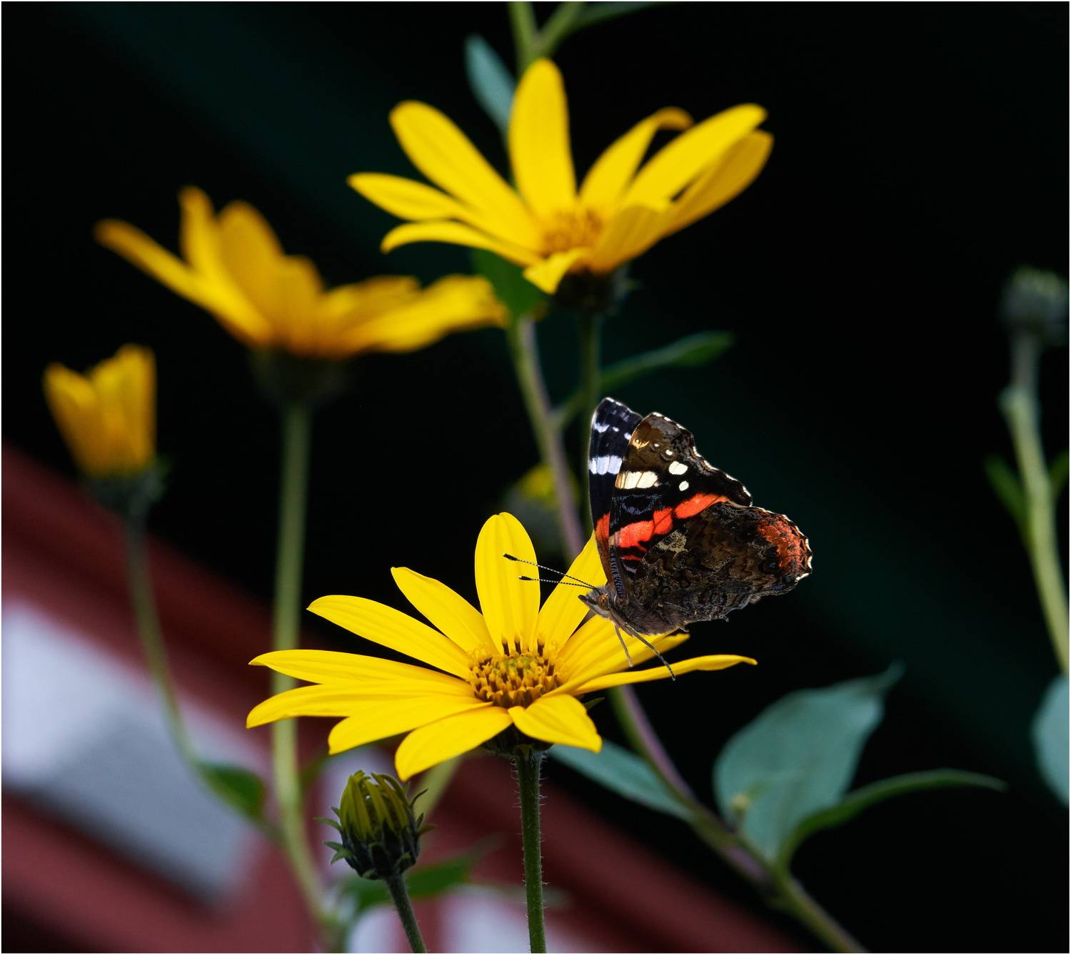 , Владимир Краснов