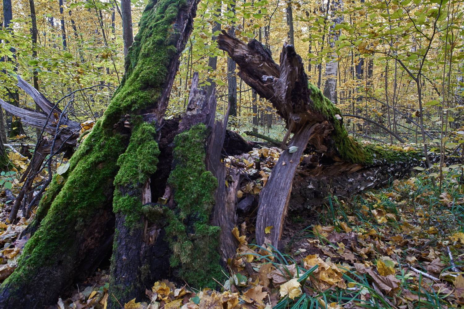 , Владимир Краснов