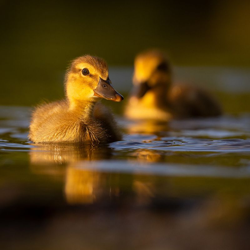 Ducklings фото превью