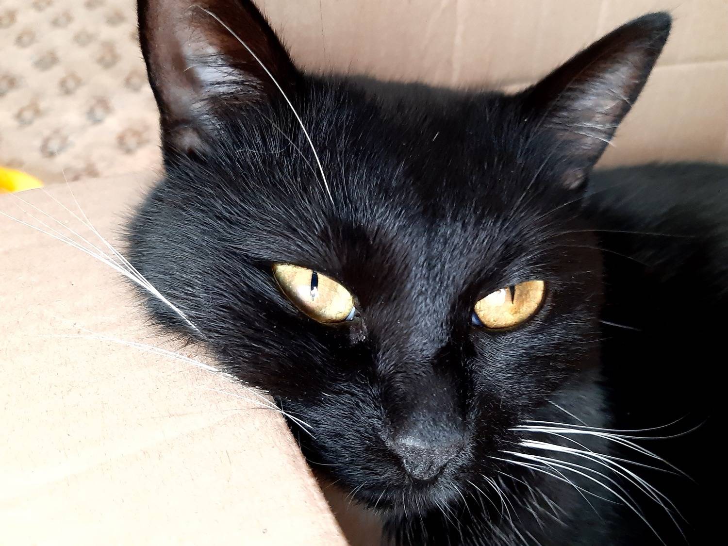 чёрная, кошка, Maria V. Gorskaya
