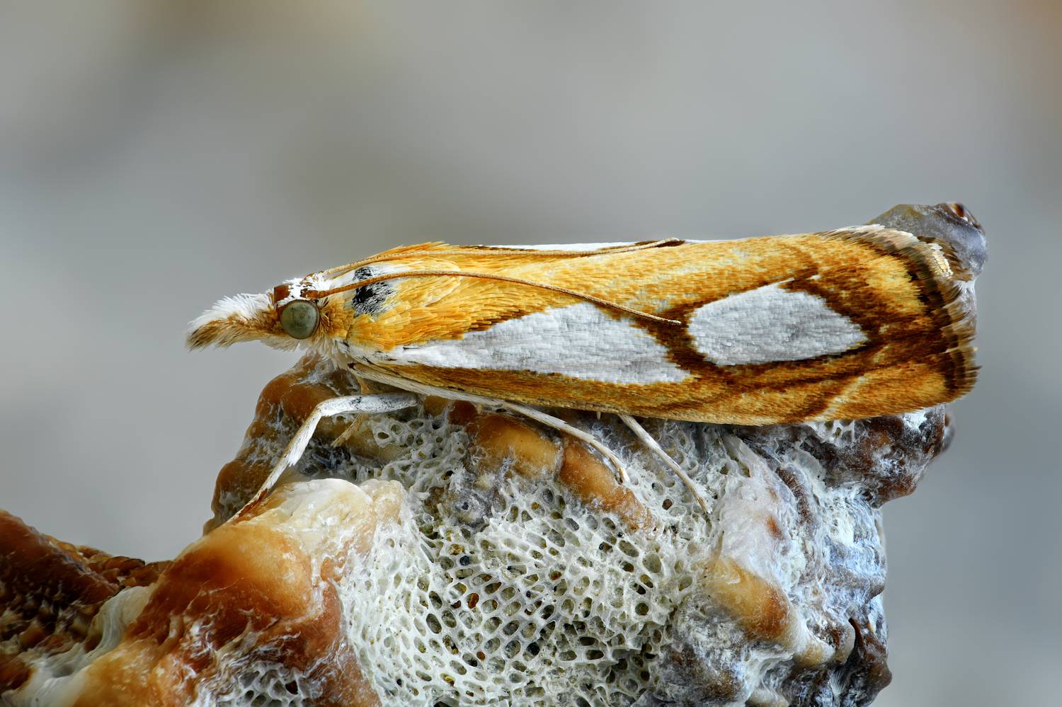 , Антон Финевич