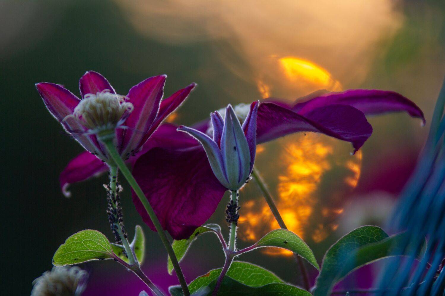 , Сергей Фаренюк