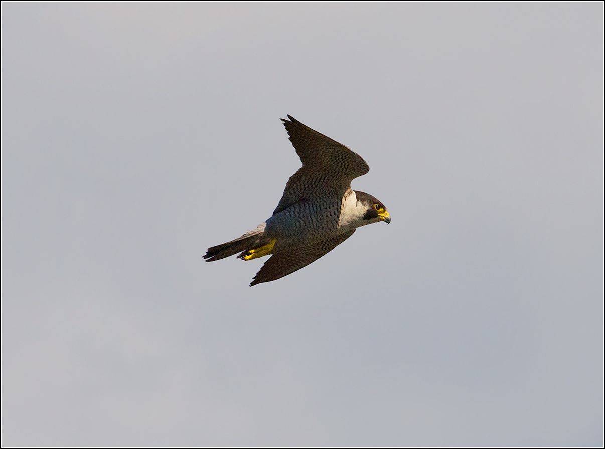 москва, июль, птица,сокол, АНАТОЛИЙ ДОВЫДЕНКО
