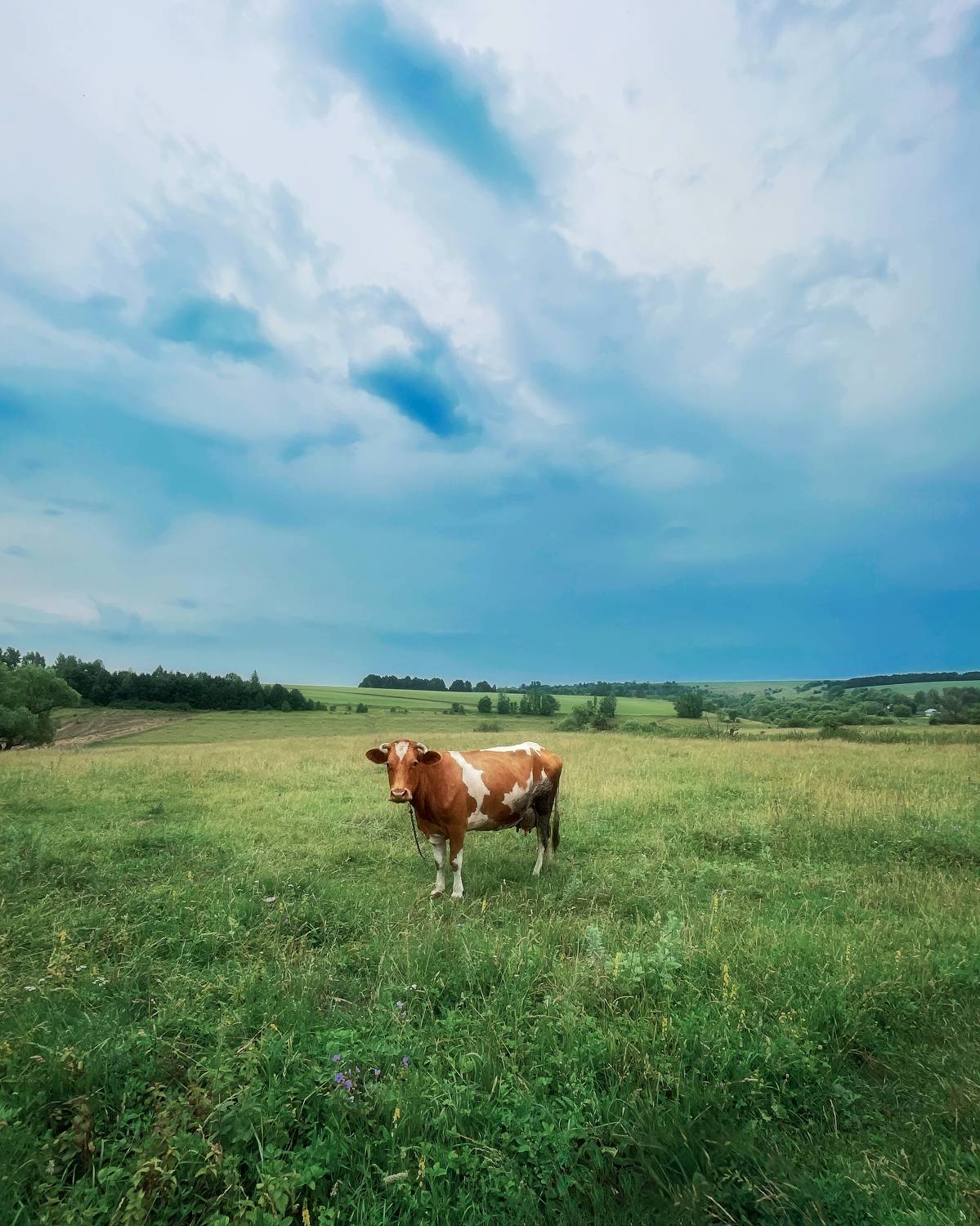 пейзаж, деревня, корова, пастораль, природа, Тульская область, Мартыненко Дмитрий