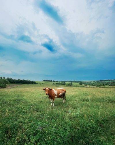 На просторах Тульской области