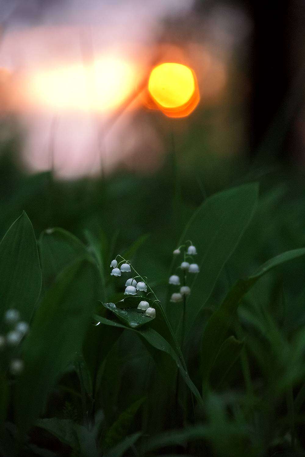 , Макаров Роман