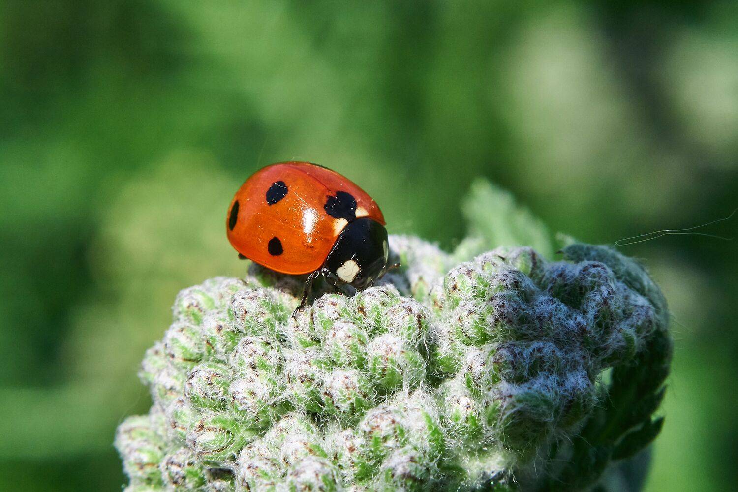 Coccinella septempunctata, bug, bugs, volgograd, russia, wildlife, , Сторчилов Павел