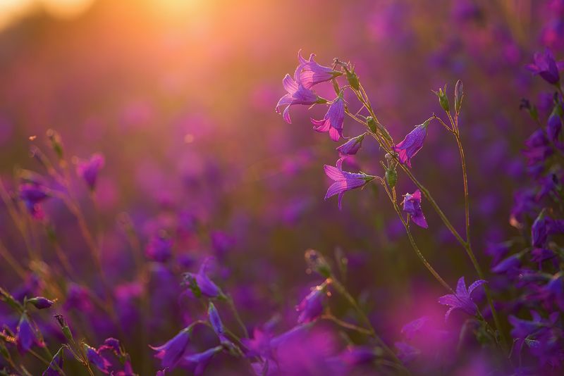 колокольчики, цветы, лето, бабочки Про теплое лето, колокольчики и фиолетовое настроение фото превью