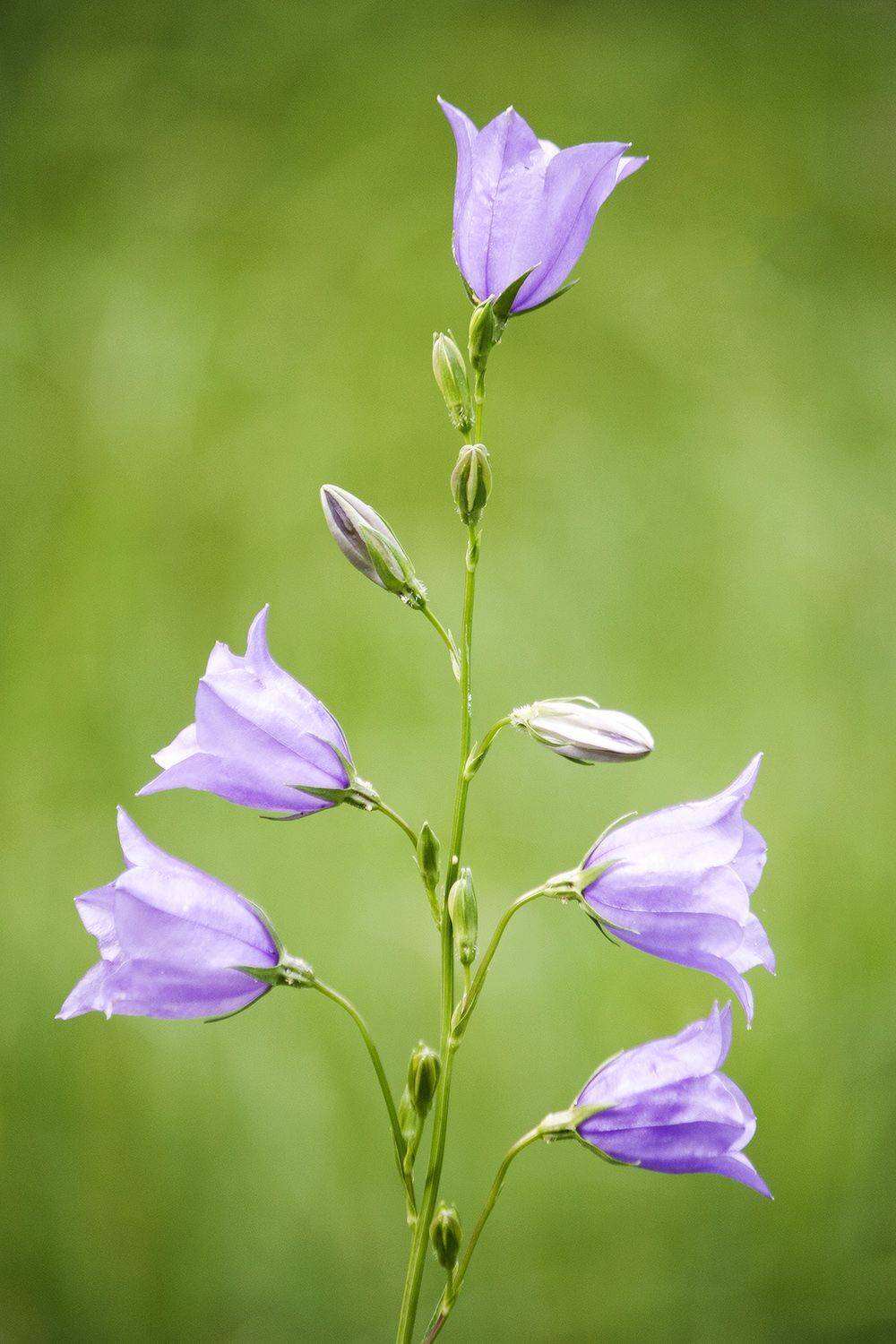 колокольчик, КарОл