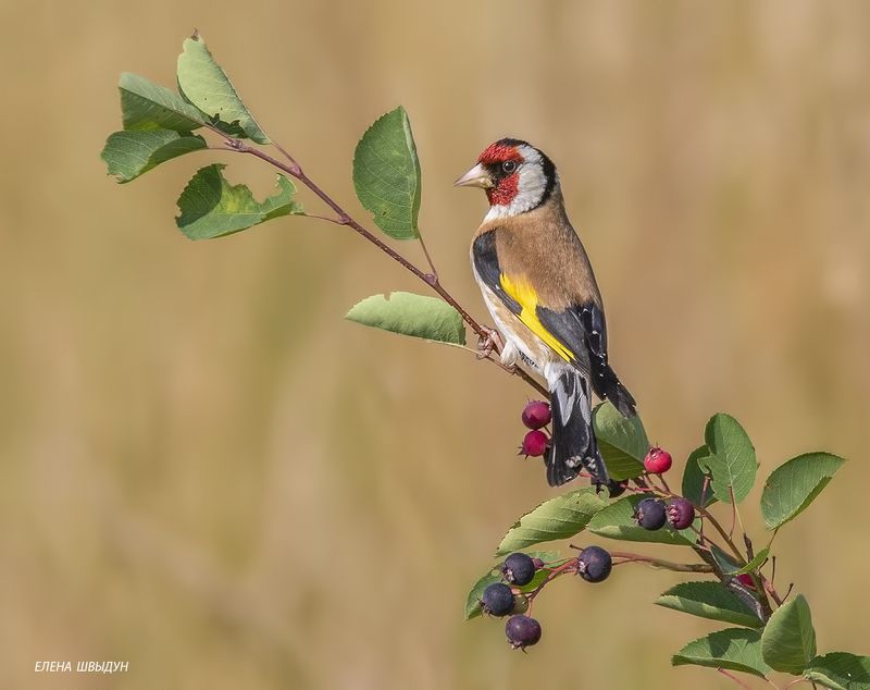 bird of prey, animal, birds, bird, animal wildlife, nature, animals in the wild, щегол, черноголовый щегол, ирга, goldfinch, птицы, птица На ирге фото превью