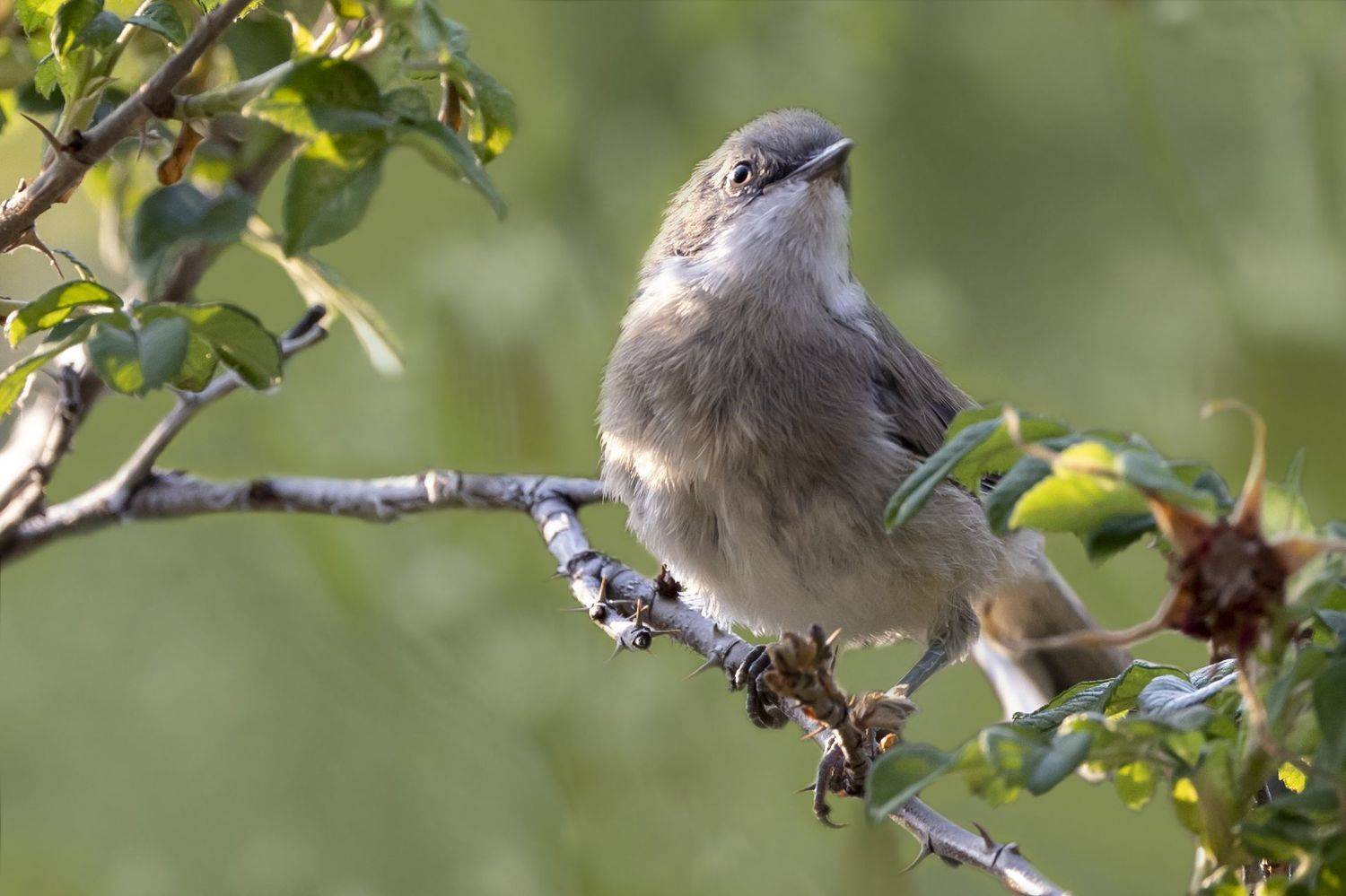 , Щепанов Дмитрий