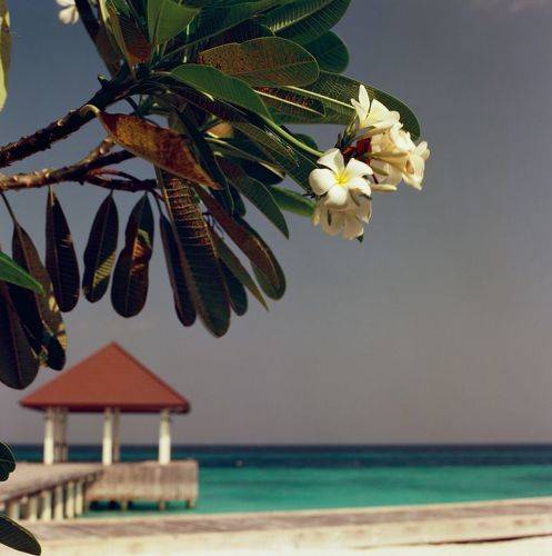 Maldives on Film