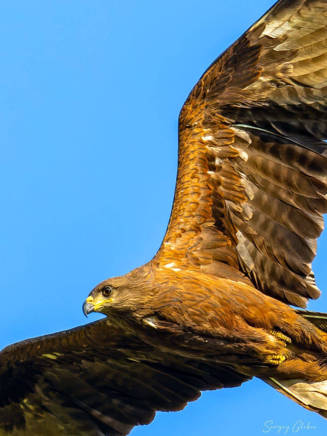 коршун, птицы, пернатые, Сергей Глебов