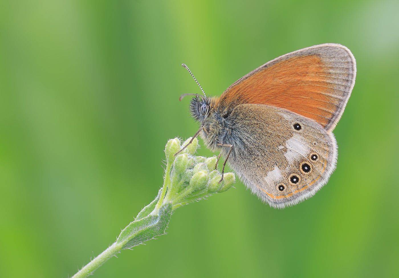 насекомые, бабочка, нимфалида, бархатница, сенница, луговая, лето, Борис Новиков