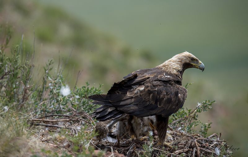 Солнечный орел фото превью