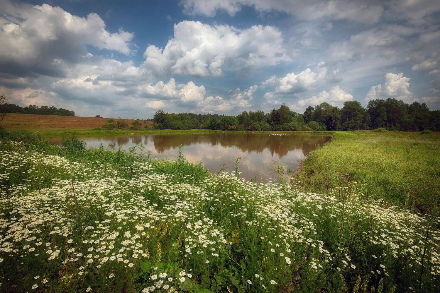 ромашки, лес, пруд, Сергей Аникин