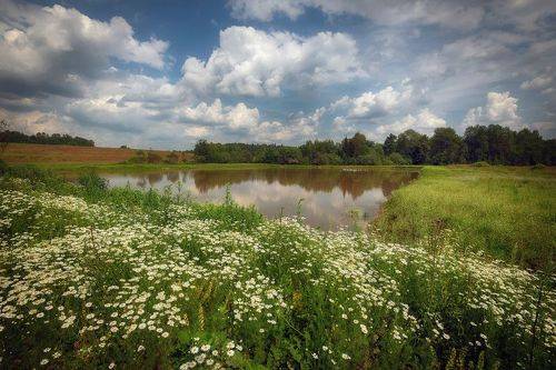 Ромашковый июль