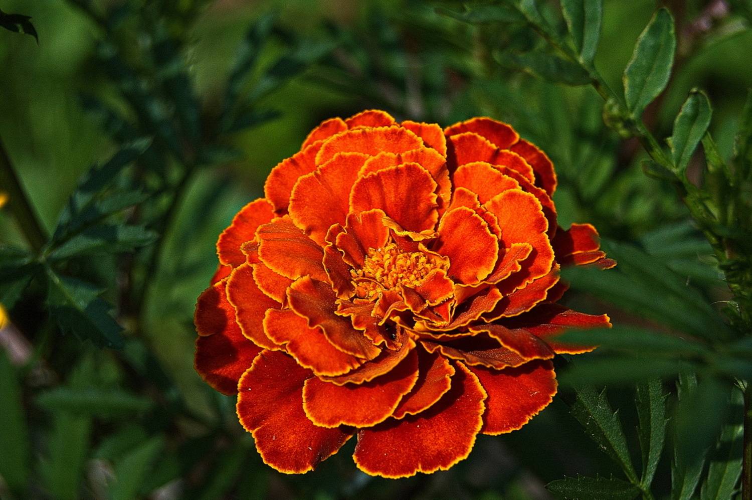 , Николаев Владимир